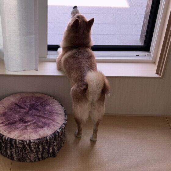 窓の外を眺める柴犬