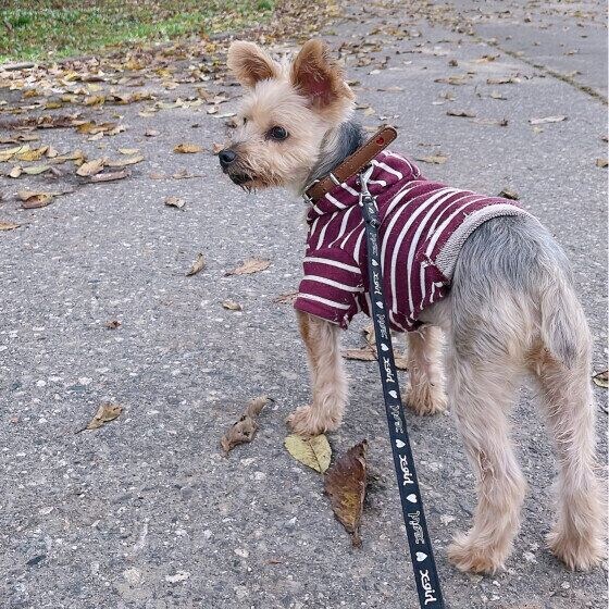 お散歩中のヨークシャー・テリア