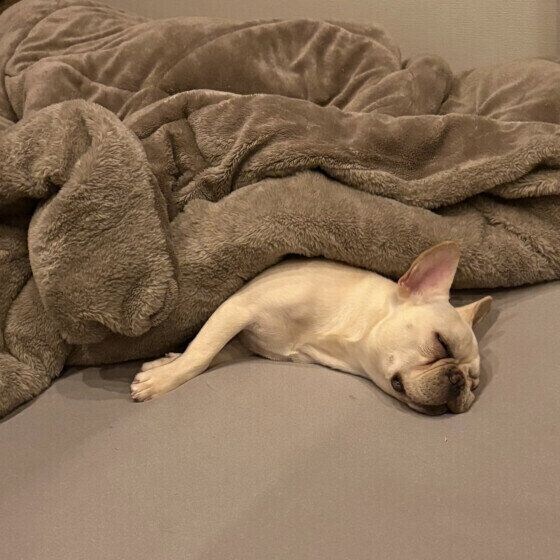 毛布にくるまるフレンチ・ブルドッグ