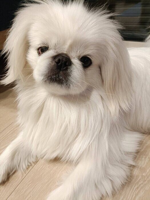 別の日　おもちくんのふだんの様子　穏やかな表情が愛らしい