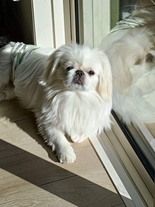 窓辺でリラックスする様子のおもちくん