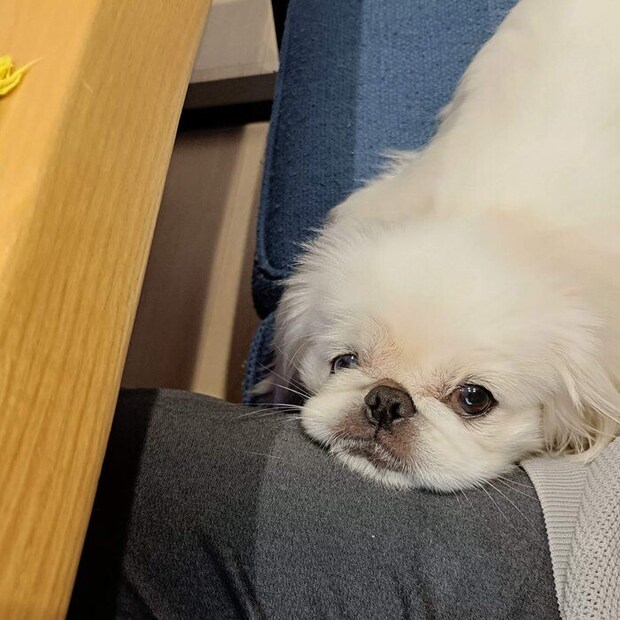 飼い主さんのひざに顔をのせ見つめるおもちくん