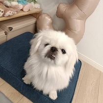 「境遇に心打たれお迎えを決めた」元保護犬のペキニーズ→飼い主さんと幸せに暮らす様子に胸が熱くなる