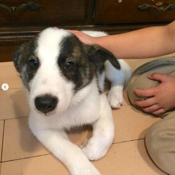 トライアル開始前のはるちゃん。