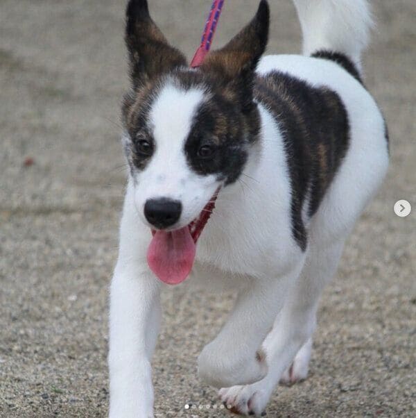 走るはるちゃん。