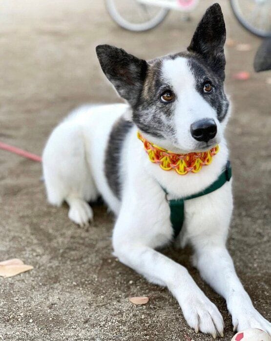 お出かけを楽しむはるちゃん。