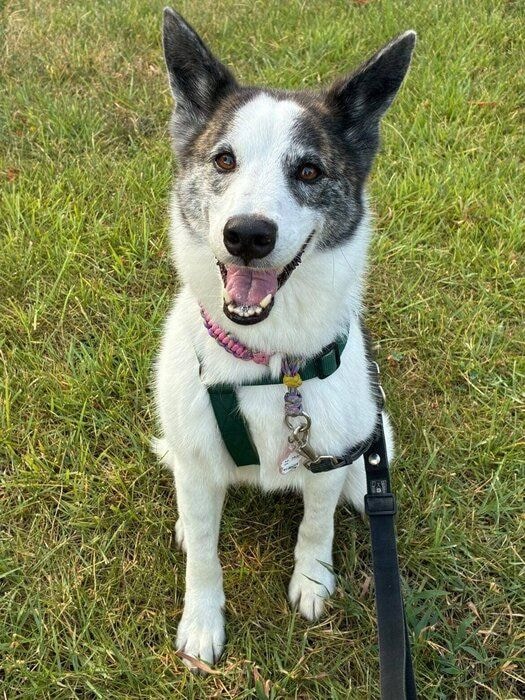 散歩を楽しむはるちゃん。