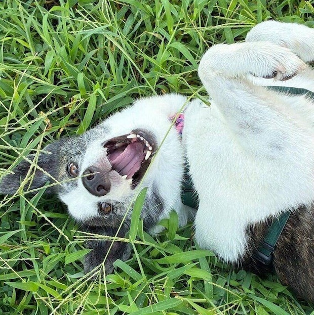 寝転がるはるちゃん。