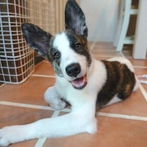 民家の軒下で生まれた野犬の子犬　家族に迎えて6年が経過、「家族の一員として、とても大切な存在」に！