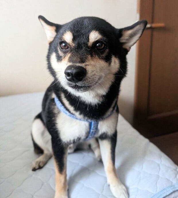 キリッとした顔つきのゆずくん