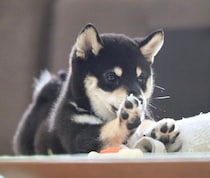 「のび〜」と肉球を見せるしぐさが可愛い柴の子犬　5年後、“愛され上手”で誰にでも心を開く優しいコに成長！