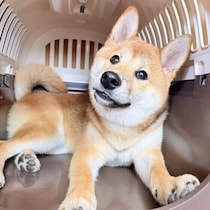 犬の散歩・通院で犬のストレスになりやすいこと　対処法を解説