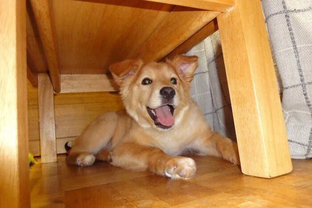 子犬時代のひなちゃん “ニコニコ”でかわいらしい