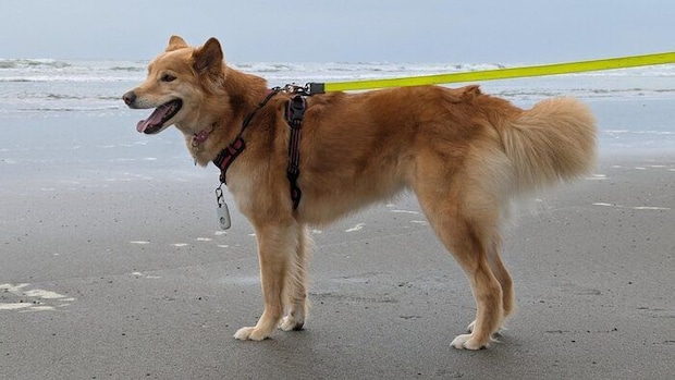 海までお出かけをしたひなちゃん うれしそう