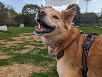 山の中で保護された子犬をお迎え→持病を抱えながらも“犬生”を楽しむ様子に勇気づけられる