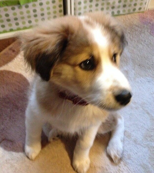 子犬時代のヨナくん