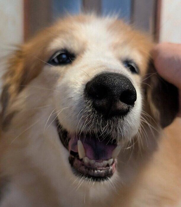 「えへへへ」と笑うヨナくん