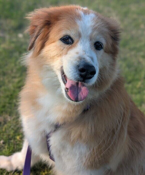 散歩を楽しむヨナくん