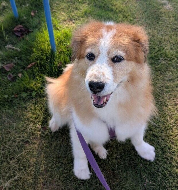 散歩を楽しむヨナくん