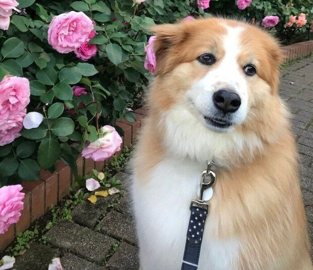 花と一緒に写真撮影をするヨナくん。