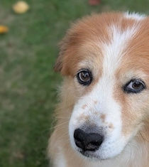 家族全員の意見が一致して迎えた保護子犬、大変な手術を乗り越えて11才に　一緒に過ごせる大きな喜びを感じる毎日