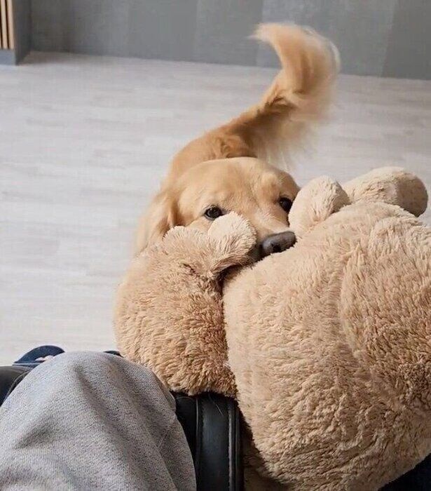 ぬいぐるみを押し付けるゆずちゃん。