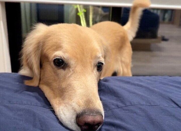 かまってアピール中のゆずちゃん。