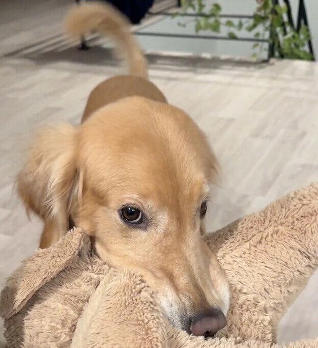 「食後は遠慮がちに遊びに誘ってくるのが日課」なゆずちゃん。