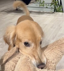 可愛らしいアピールで断れない!?　「食後に遠慮がちに遊びに誘ってくるのが日課」なゴールデンに反響