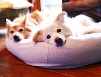 犬にもある“末っ子魂”【穴澤賢の犬のはなし】