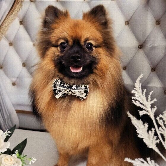 カメラ目線で写真に写るポメラニアン