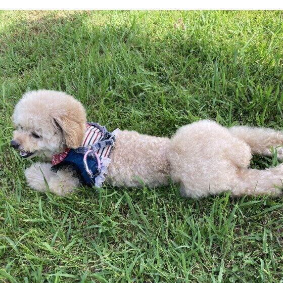 芝生の上で一休みするトイ・プードル