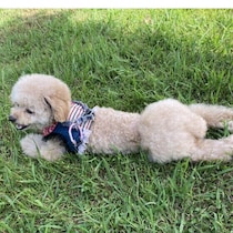 秋のお出かけが犬のストレスに！？　暮らしにひそむ犬の「イヤ」なこと