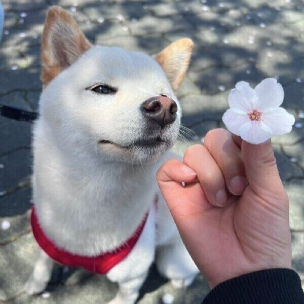 きれいな花にうっとりするようなエルちゃん