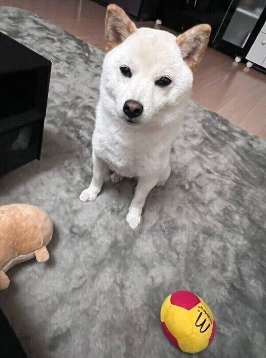 おもちゃを置いて飼い主さんを励ますエルちゃん