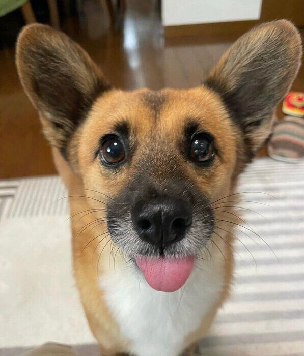 ベロがちょろっと出ているくまちゃん。