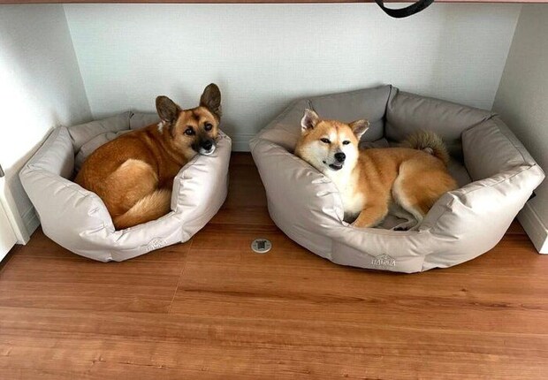 ベッドが逆なくまちゃん、たぬちゃん。