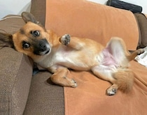 “ちょいちょい”で「なでて」と伝える元保護犬　不安を抱えながらも見せた安心の表情にほっこり