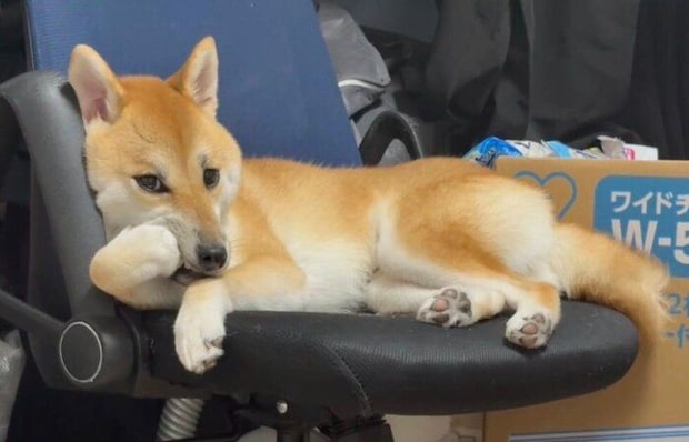 イスの上でくつろぐぱんくん。