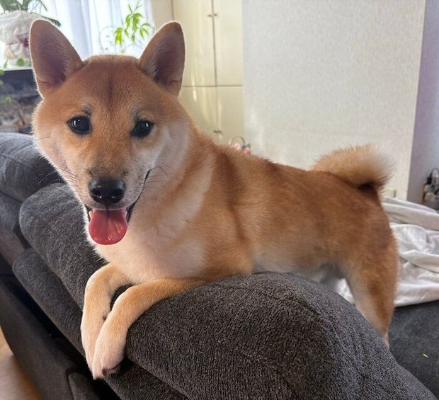 ニコニコ顔が愛らしいぱんくん。