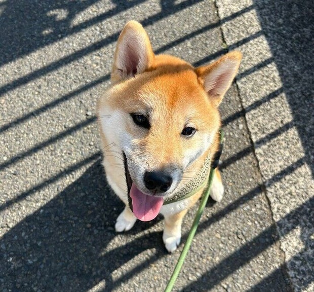 散歩でニコニコのぱんくん。