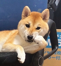 イスの上で“ひじつきポーズ”をする柴犬の態度が“偉そう”に見える！？じわじわくるポーズにクスッ