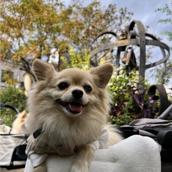 秋の散歩は犬の拾い食いに注意! 野生のきのこや銀杏の誤食は犬に危険 いぬのきもち