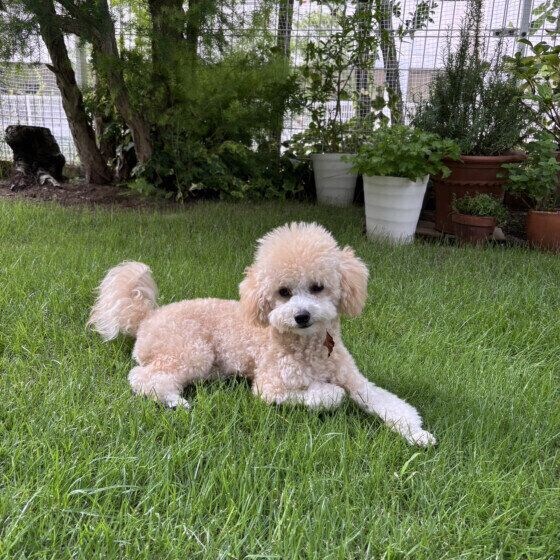 くつろぎ中のトイ・プードル