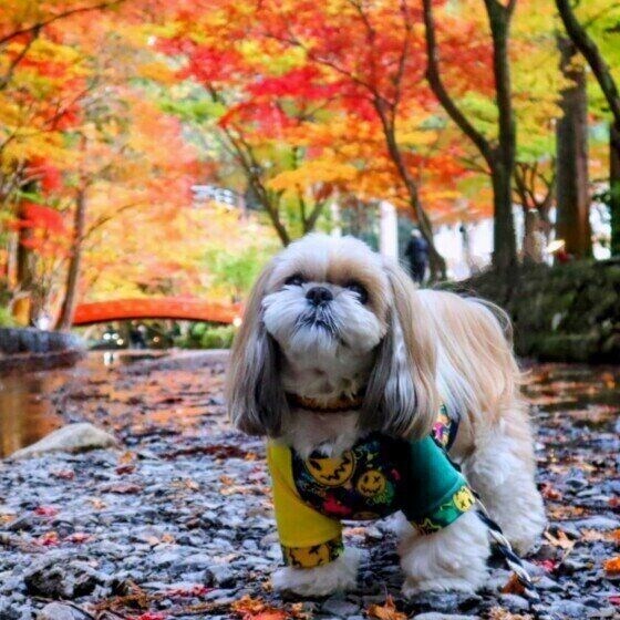 秋の散歩は犬の拾い食いに注意! 野生のきのこや銀杏の誤食は犬に危険 いぬのきもち