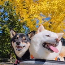 秋の散歩は犬の拾い食いに注意！ 野生のきのこや銀杏の誤食は犬に危険