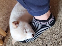子犬のころから変わらない寝姿にキュン！　飼い主の足を「枕」にして眠る柴犬の心理｜獣医師解説