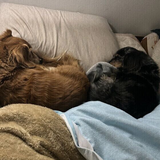 ミニチュア・ダックスフンドのうなちゃんと同居犬ちゃん