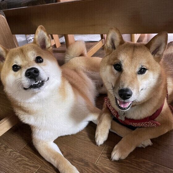 柴のぽんたくんと同居犬ちゃん