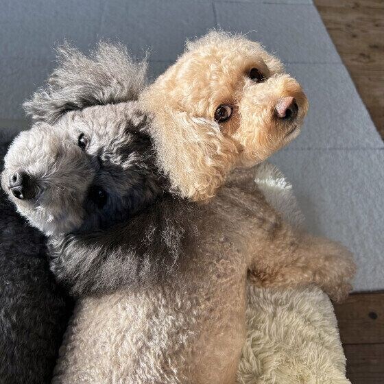 トイ・プードルのはなちゃんと同居犬ちゃん